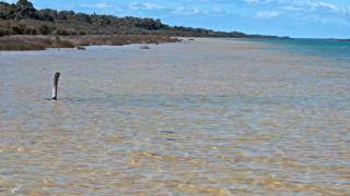 Thrombolites, Pelicans and Orchids: Lakes Richmond and Clifton; Western Australia