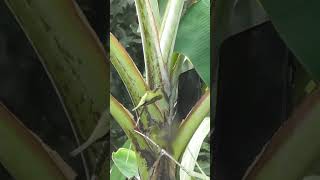 Download lagu pikat kolibri kelapa dengan mp3 hp #burcil #feedshorts #burung mp3
