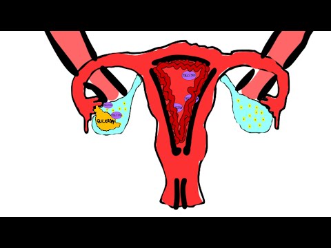 Menstruationscykeln, ägglossning och mens