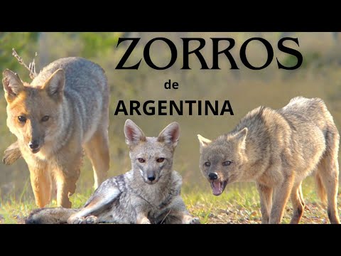 ¿Conoces los ZORROS de Argentina?