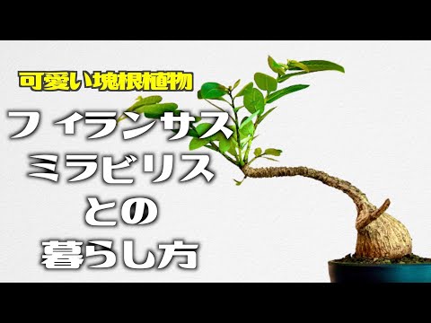 奇跡の花、ミラビリス 植物
