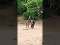 Giraffe Escapes Charging Elephant