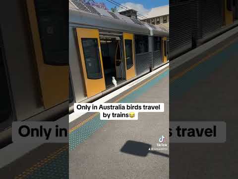 Only in Australia birds travel by trains😂#australia #billieeilish#birds