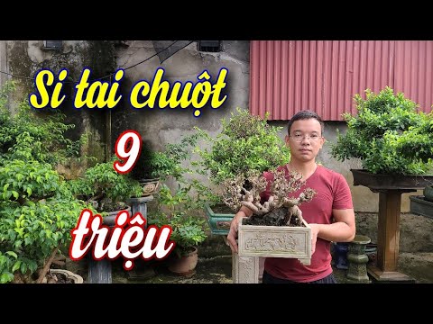 SH.6315. Si tai chuột mini quá đẹp giá 9 triệu đồng tại vườn Trường Trôi. Đth liên hệ 0945.345.889.