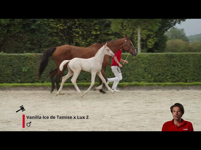 Vuitton Keijtershof Z