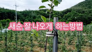 새순 잘 나오게  하는방법
