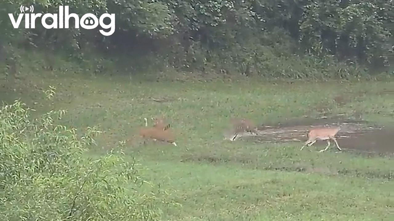 Deer Just Wanna Have Fun || ViralHog