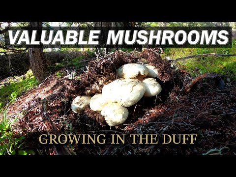 Exploring a Forgotten Pine Mushroom Patch (2022 Pines Episode 4)