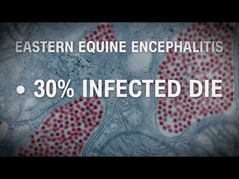 EEE Mosquito Virus
