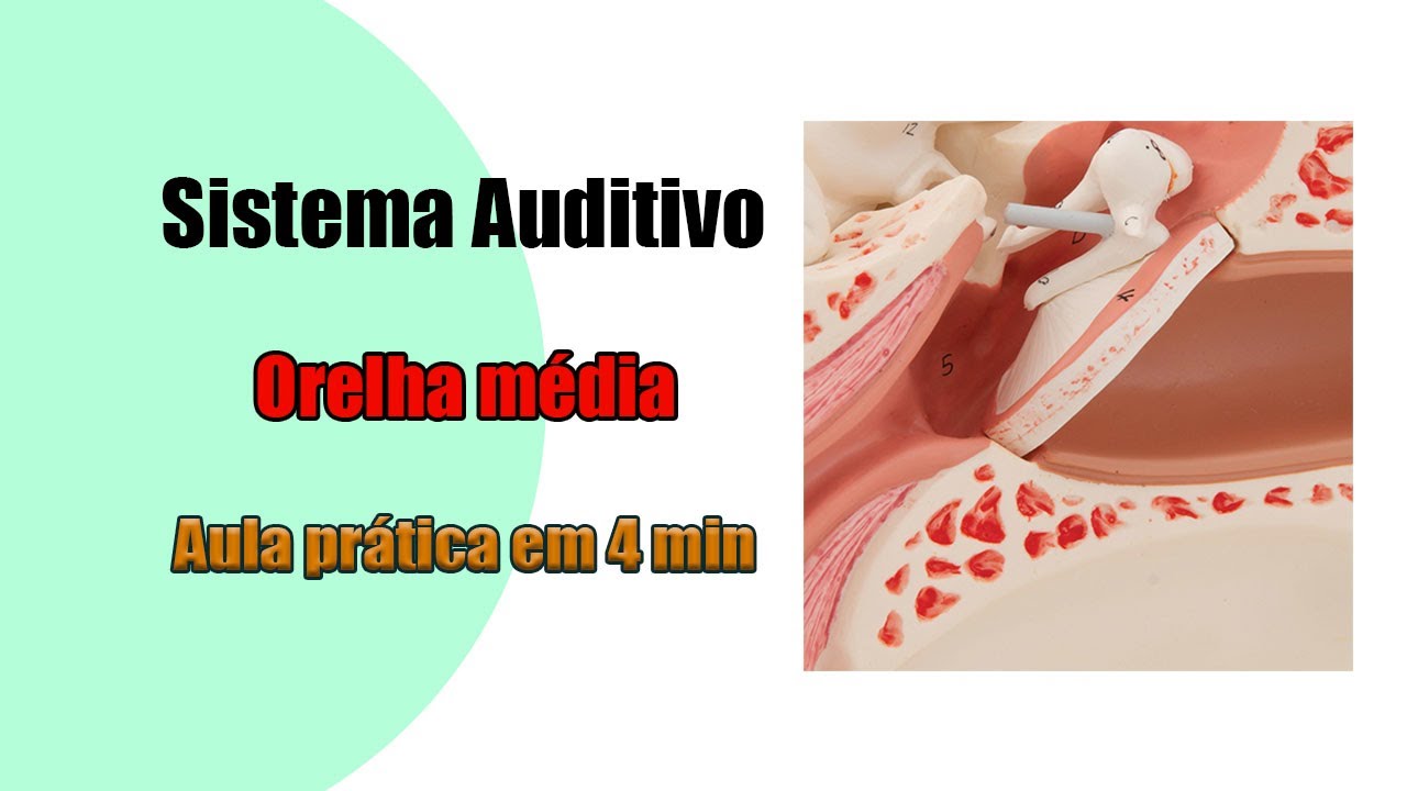 Estruturas da orelha média (ouvido médio) [4K] - Anatomia Humana - Anatomia