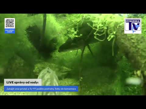 LIVE správy od vody: -zahájili sme prívlač a Ty ??? pošlite foto