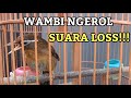 WAMBI GACOR NGEROL ISIAN MEWAH