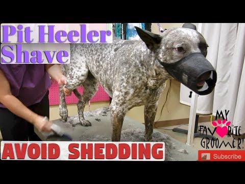 YouTube video about: Can you shave an australian cattle dog?