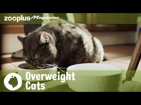 Overweight Cats: How to help your obese kitty lose weight | zooplus.co.uk