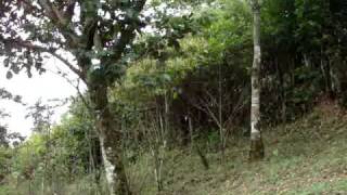 preview picture of video 'Land 4 sale in San Antonio Escazu, Expectacular Views'