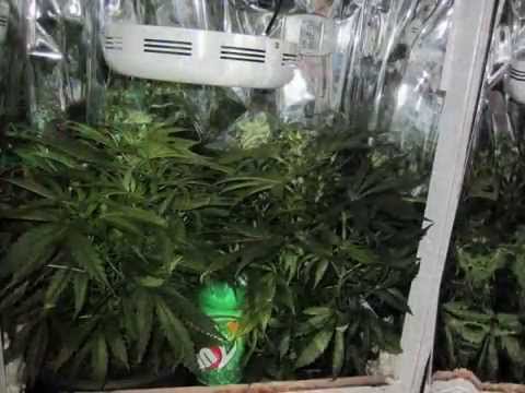 download lagu mp3 mp4 90w Ufo Grow, download lagu 90w Ufo Grow gratis, unduh video klip 90w Ufo Grow