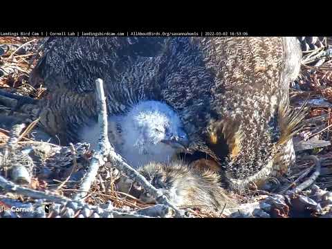 Savannah Owl Cam Zooms In For A Close-Up On Owlet – March 2, 2022