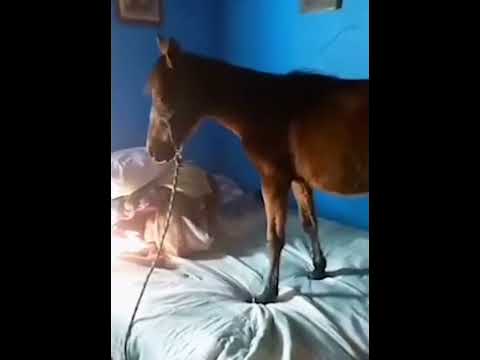 , title : 'Horse on bed - spanish'