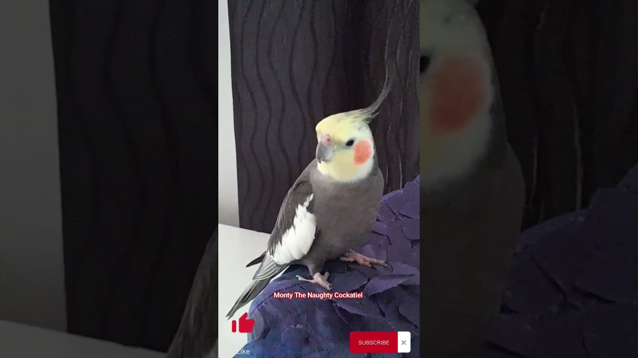 Monty The Naughty Cockatiel singing his version of if you are happy and you know.