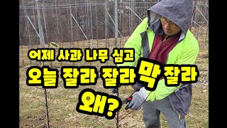 사과나무 심는방법 묘목 심은후 측지 관리 어제심고 오늘잘라 사과나무 잘 키우려면 측지 관리가 중요 [사과재배…