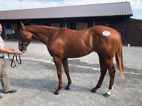 Tagula (IRE) x Raseel (GB)