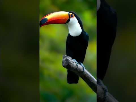 art's da Nô - As maravilhas do meu criador 😍🦜🙏 Coxim -Mato Grosso do Sul