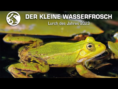 Bekanntmachung des Lurch des Jahres 2023 - Der kleine Wasserfrosch