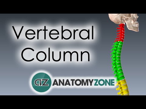 Vertebral Column - Introduction | 3D Anatomy Tutorial