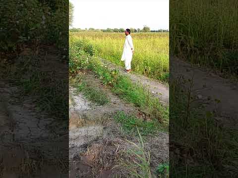 Visit our field#vlog#nice #nature #automobile #cutebaby #subscribemychannel