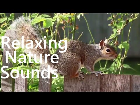 Beautiful Relaxing Nature Sounds / birds chirping for meditation , by Nosheen Ch.