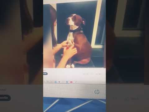 funny broken dog😂😂🤪