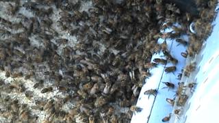 preview picture of video 'Honey Bees walk  in to their new home after cut out.'
