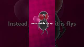 The roches instead fly’s song