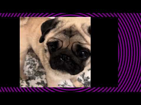 Lilibeth the Finicky Pug Treat Challenge