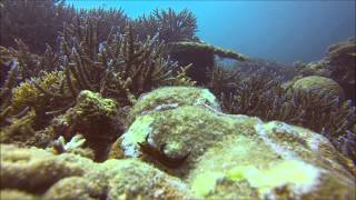 preview picture of video 'Scuba Diving - Taketomi Submarine Spring (2/3)'