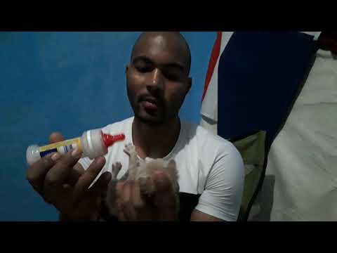 Feeding a little kitty with human baby milk