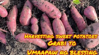 Grabi Umaapaw Ang Blesseng Harvesting Sweet Potatoes 🍠