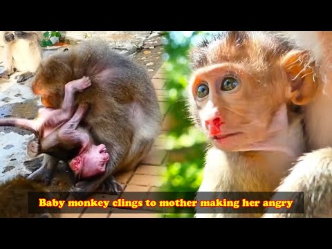 The baby monkey clung to its mother, making her angry.. The life of wild animals in the forest
