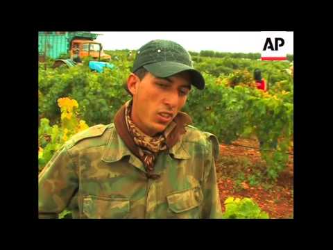 Centuries-old winemaking tradition in Morocco