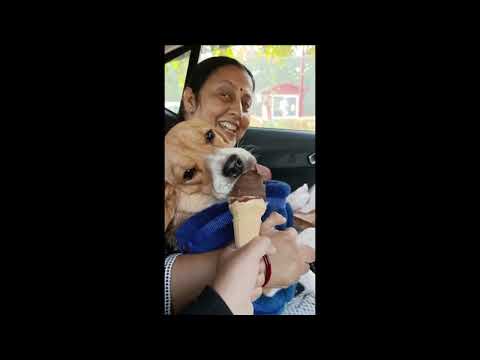 SUFI BEAGLE'S 1ST ICE CREAM CONE ;)