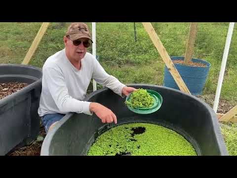 Kostenloses Hühnerfutter! Bau Azolla an! #Azolla #Hühner #Nahrungswald #BauDeinEigenesEssen An #P...