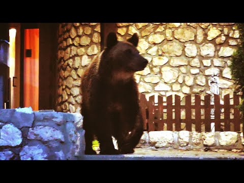 Brown bear at Predeal Romania