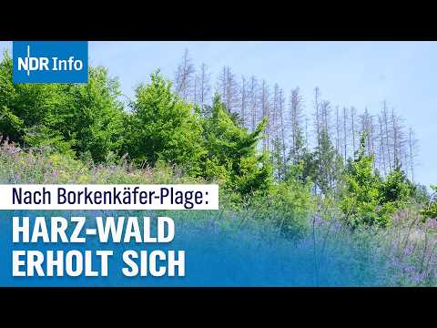 Harz-Wald erholt sich: Nach Borkenkäfer-Krise sorgt Regen für neuen Aufschwung | NDR Info