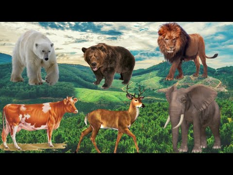 , title : 'Wild animal sounds in nature:elephant,cow,rooster,horse,dog,hen,duck,bear,tiger,animals movements...'