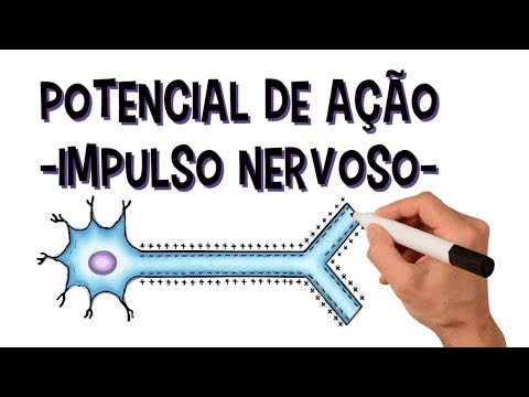 Nervous system: Action potential | Nerve impulse | Depolarization | Repolarization | Refractory