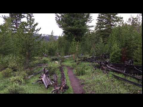 Quick Fox in Yellowstone National Park