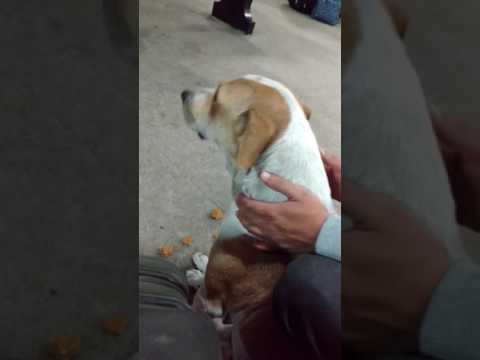 Funny cute dog in the street