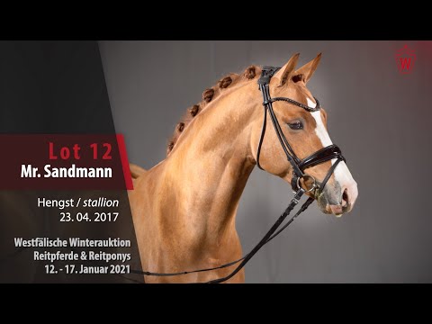 Trainingsvideo Winterauktion Lot 12 Mr. Sandmann Hengst v. FS Mr. Right - Dornik B