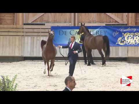 Deauville Arabian Cup 2016 - Junior Female Championship