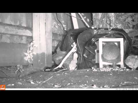 Hedgehog backs out of tunnel 21oct14 Cambridge UK 1121pm